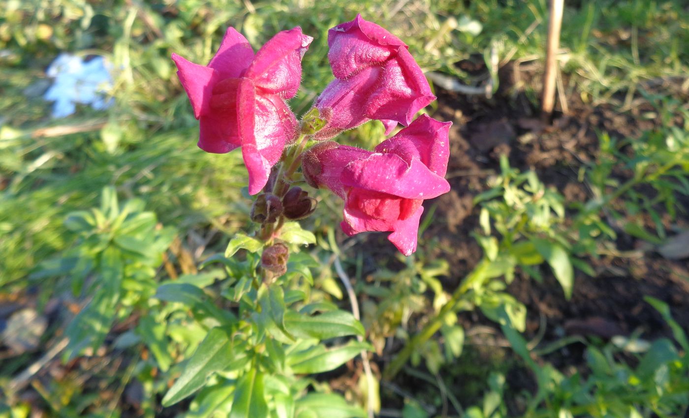 Изображение особи Antirrhinum majus.