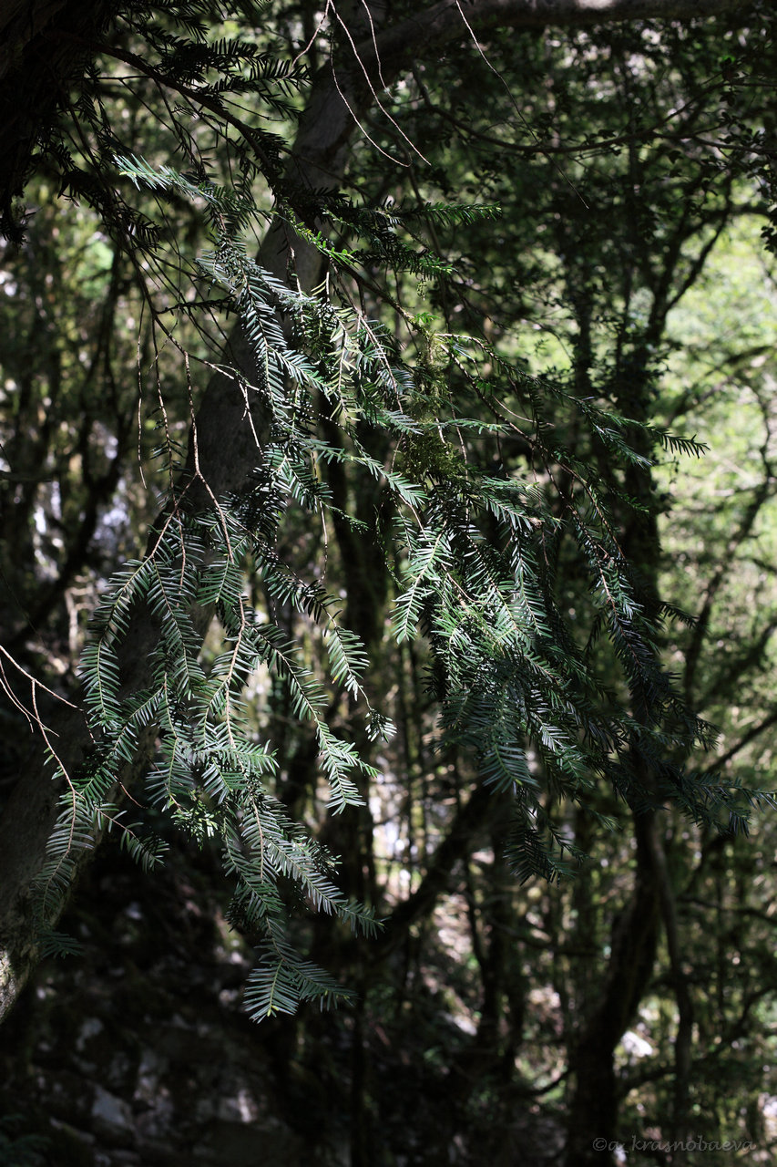 Изображение особи Taxus baccata.