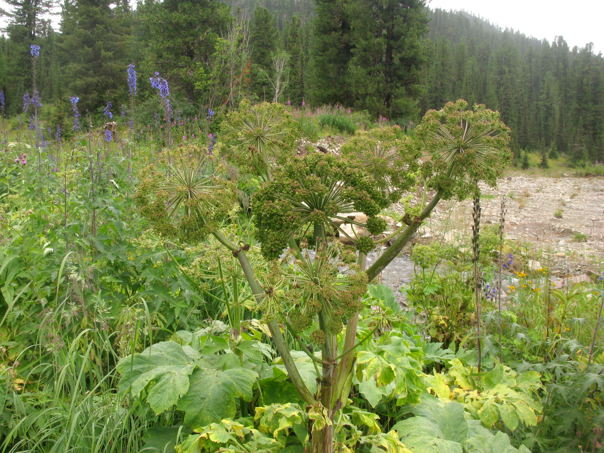 Изображение особи Archangelica sajanensis.