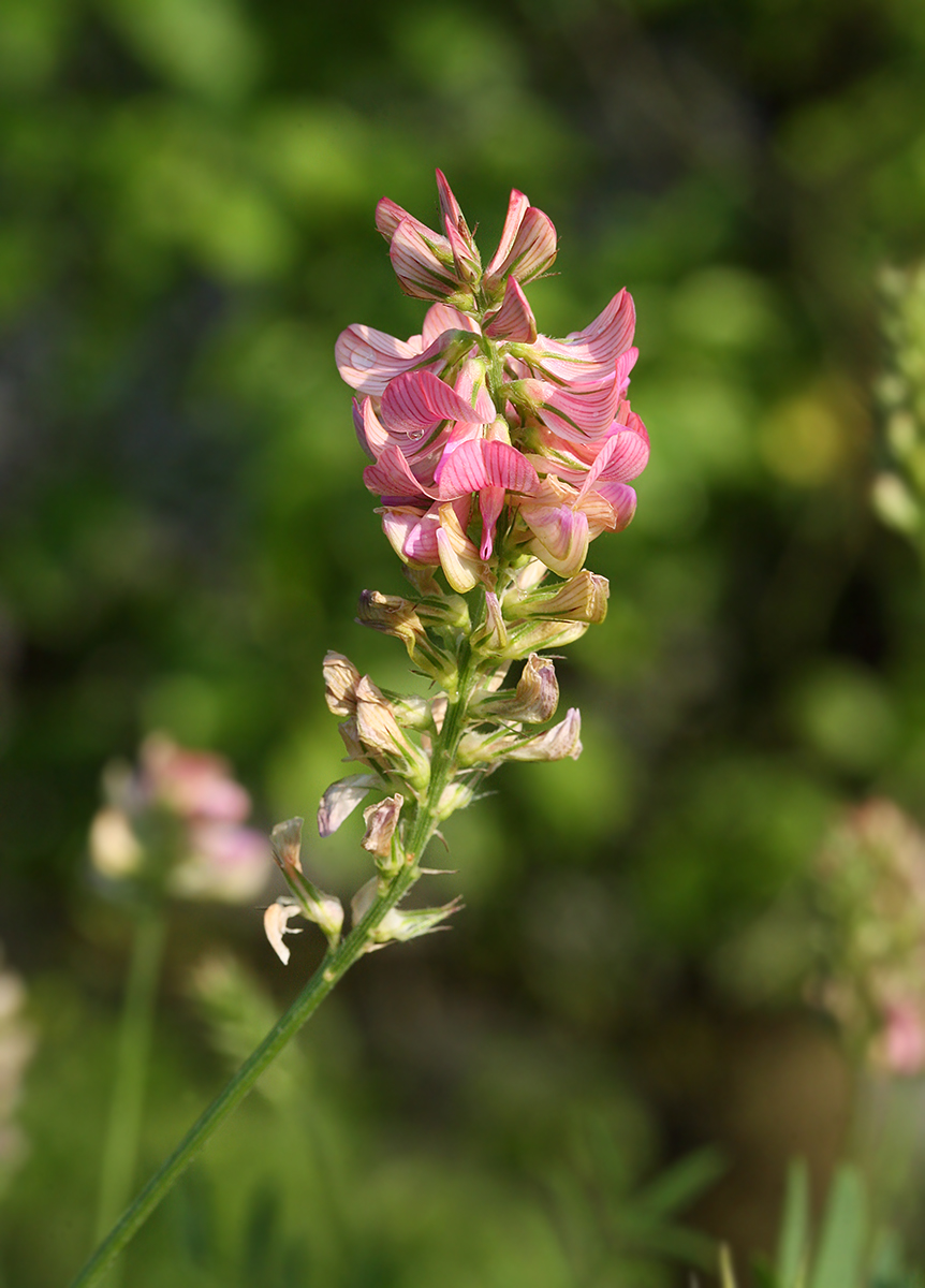 Изображение особи Onobrychis arenaria.