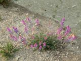 Oxytropis coerulea