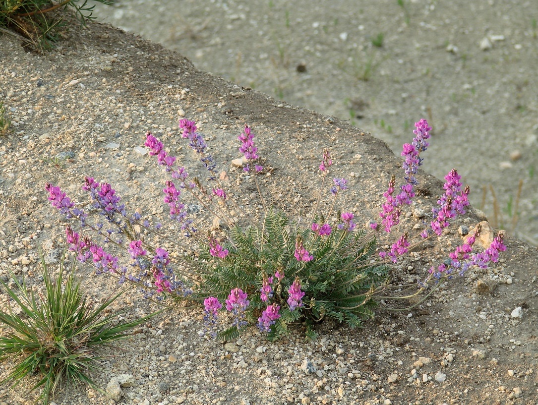 Изображение особи Oxytropis coerulea.