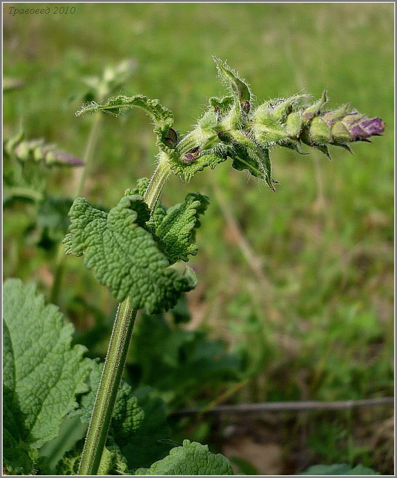 Изображение особи Salvia stepposa.