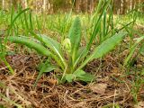 Primula veris