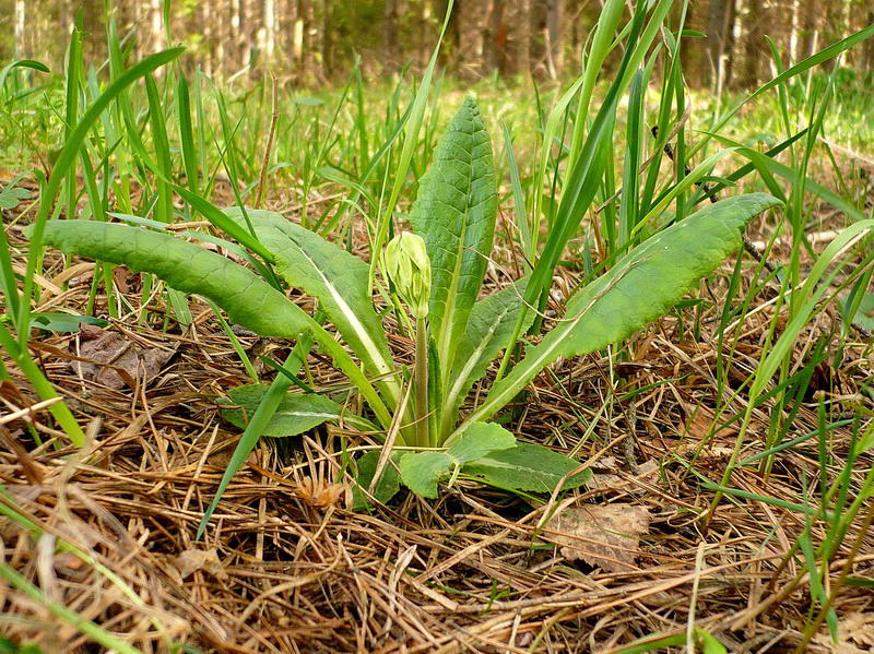 Изображение особи Primula veris.