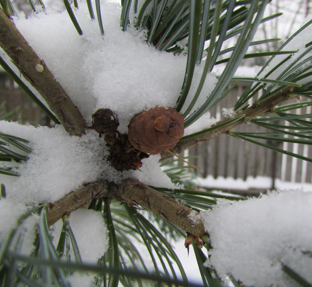 Image of Pinus parviflora specimen.