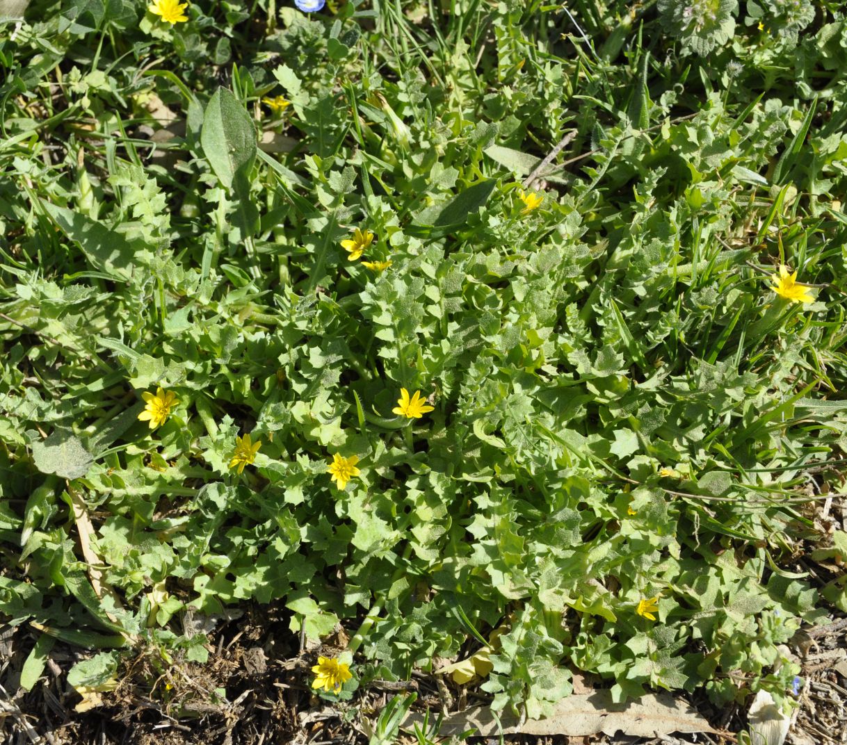 Изображение особи Hyoseris scabra.