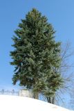 Picea pungens форма glauca. Взрослое растение с шишками. Костромская обл., г. Нерехта, в культуре. 20.03.2018.