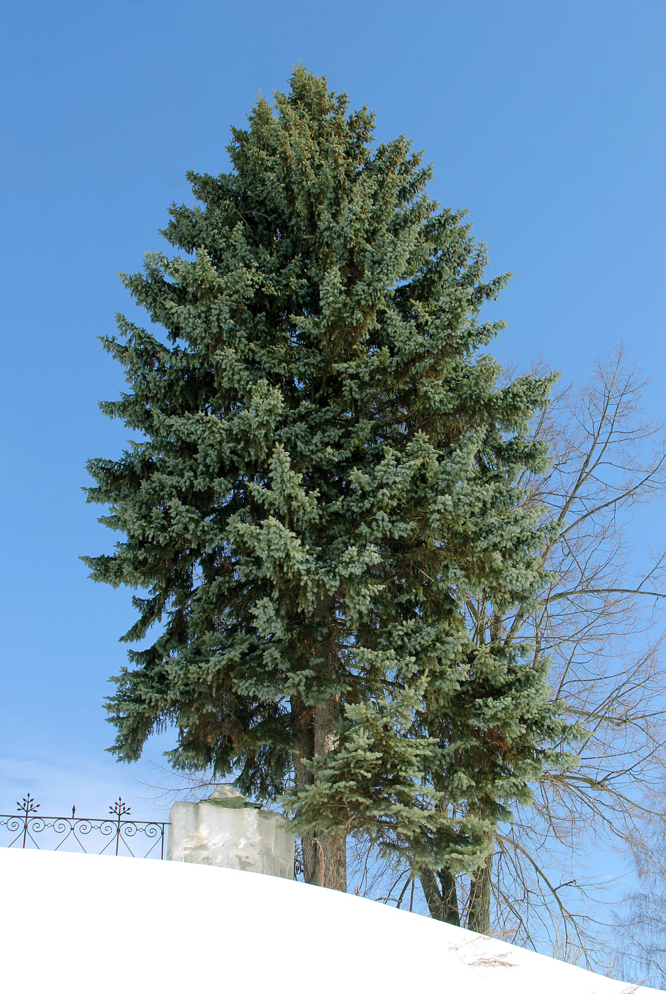 Image of Picea pungens f. glauca specimen.