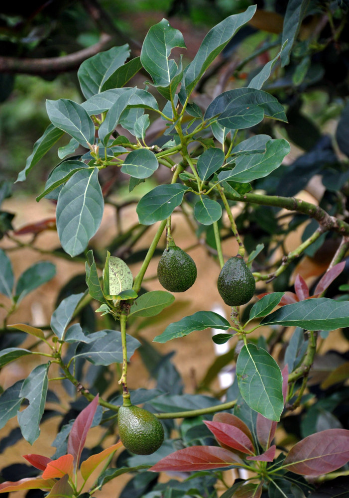 Image of Persea americana specimen.