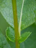 Image of taxon representative. Author is Владимир Брюхов