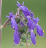 Salvia nutans