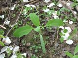 Atriplex sagittata. Ювенильное растение. Краснодарский край, Абинский р-н, ст. Холмская, у жилья. 13.04.2018.