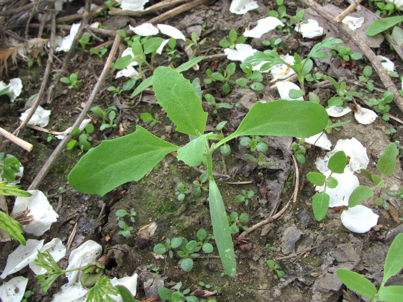 Изображение особи Atriplex sagittata.