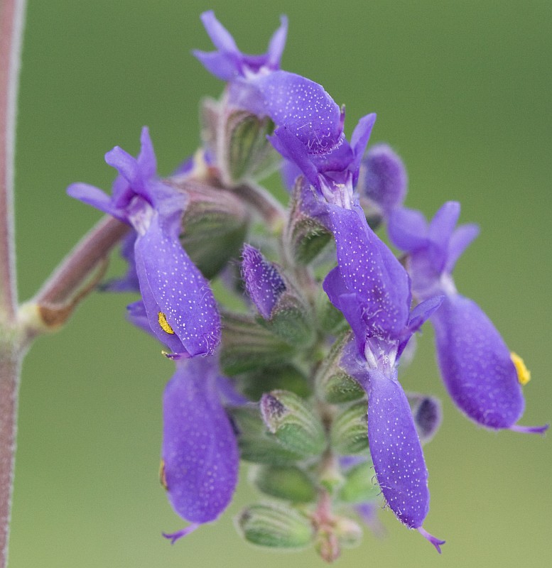 Image of Salvia nutans specimen.