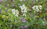 Vicia sylvatica. Побеги с соцветиями и частично аномальными листьями (хлороз, поражение агробактериями?). Кольский п-ов, Кандалакшский берег Белого моря, каменистая коса. 21.07.2017.