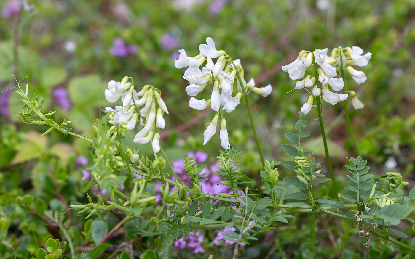 Image of Vicia sylvatica specimen.