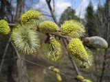 Salix cinerea