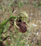 Ophrys mammosa. Цветок. Дагестан, окр. г. Избербаш, луг недалеко от побережья Каспийского моря. 13.05.2018.