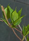 Hydrangea paniculata