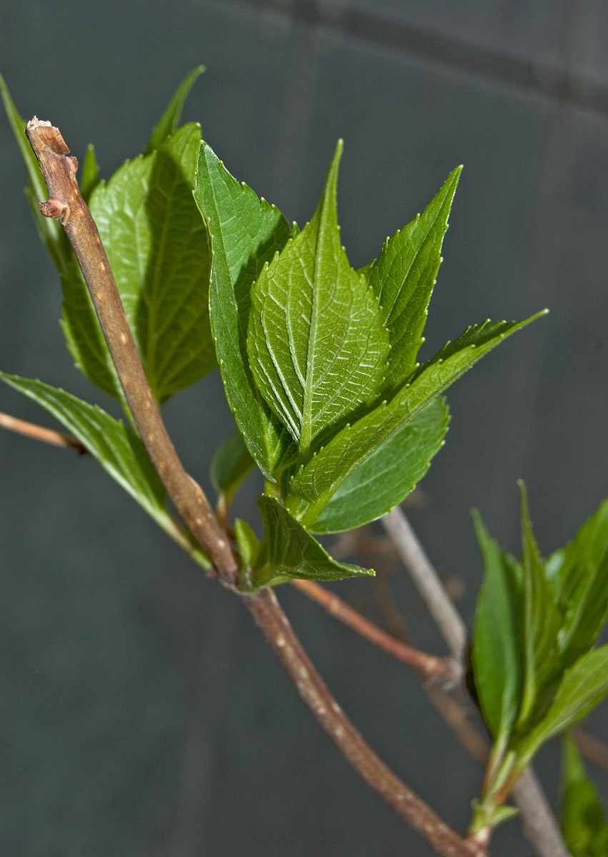 Image of Hydrangea paniculata specimen.