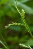 Carex sylvatica. Соцветия с сидящей мухой. Ленинградская обл., Ломоносовский р-н, окр. дер. Вильповицы, глинт, кленово-ясеневый лес. 11.06.2018.