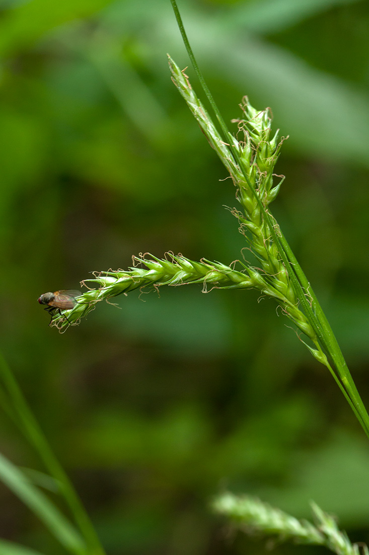 Изображение особи Carex sylvatica.