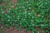 Trifolium repens