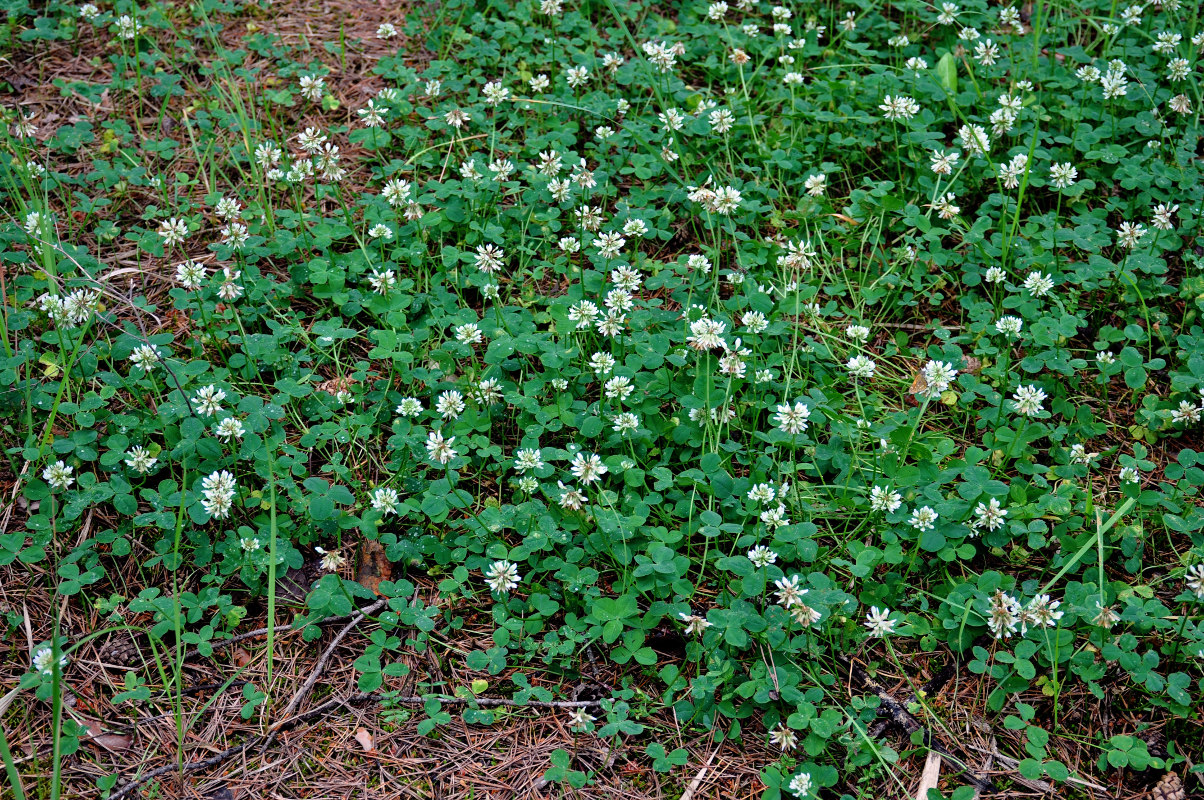 Image of Trifolium repens specimen.