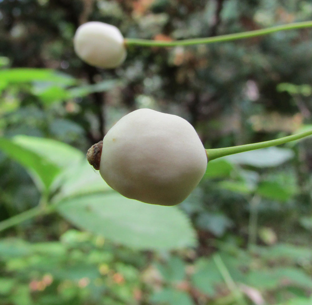 Image of Ranzania japonica specimen.