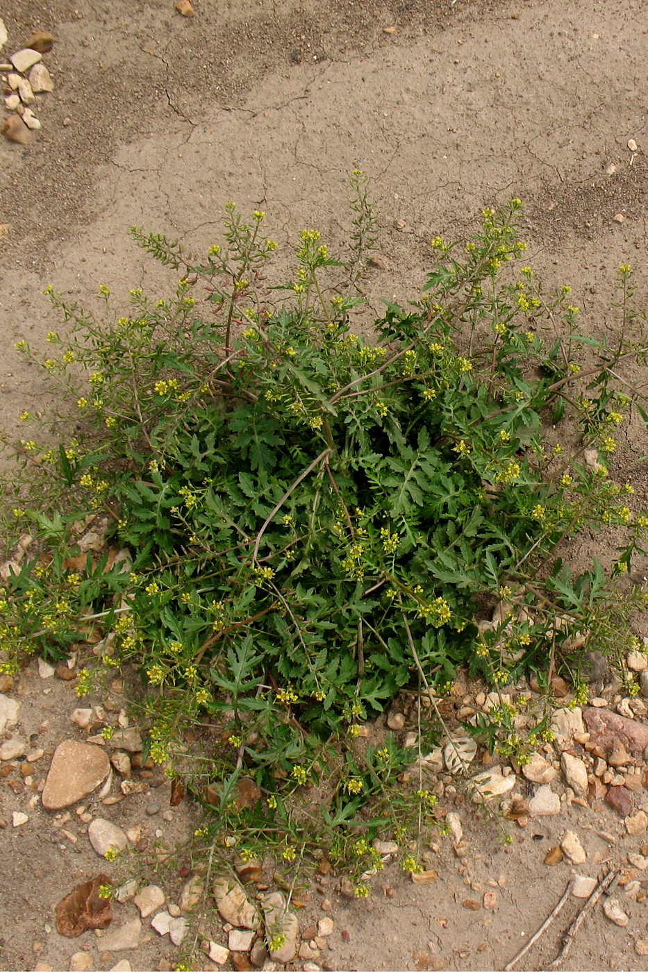 Image of Rorippa palustris specimen.