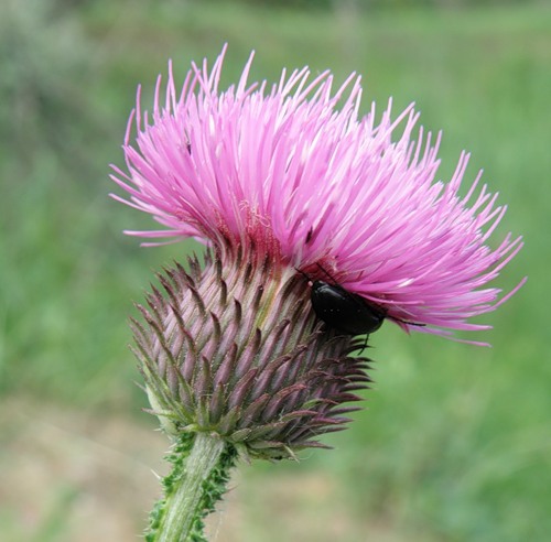 Image of genus Carduus specimen.