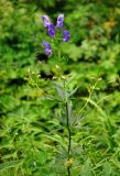 genus Aconitum. Верхушка цветущего растения. Красноярский край, Ермаковский р-н, природный парк \"Ергаки\", берег оз. Светлое, ≈ 1500 м н.у.м., влажный луг. 14.07.2018.