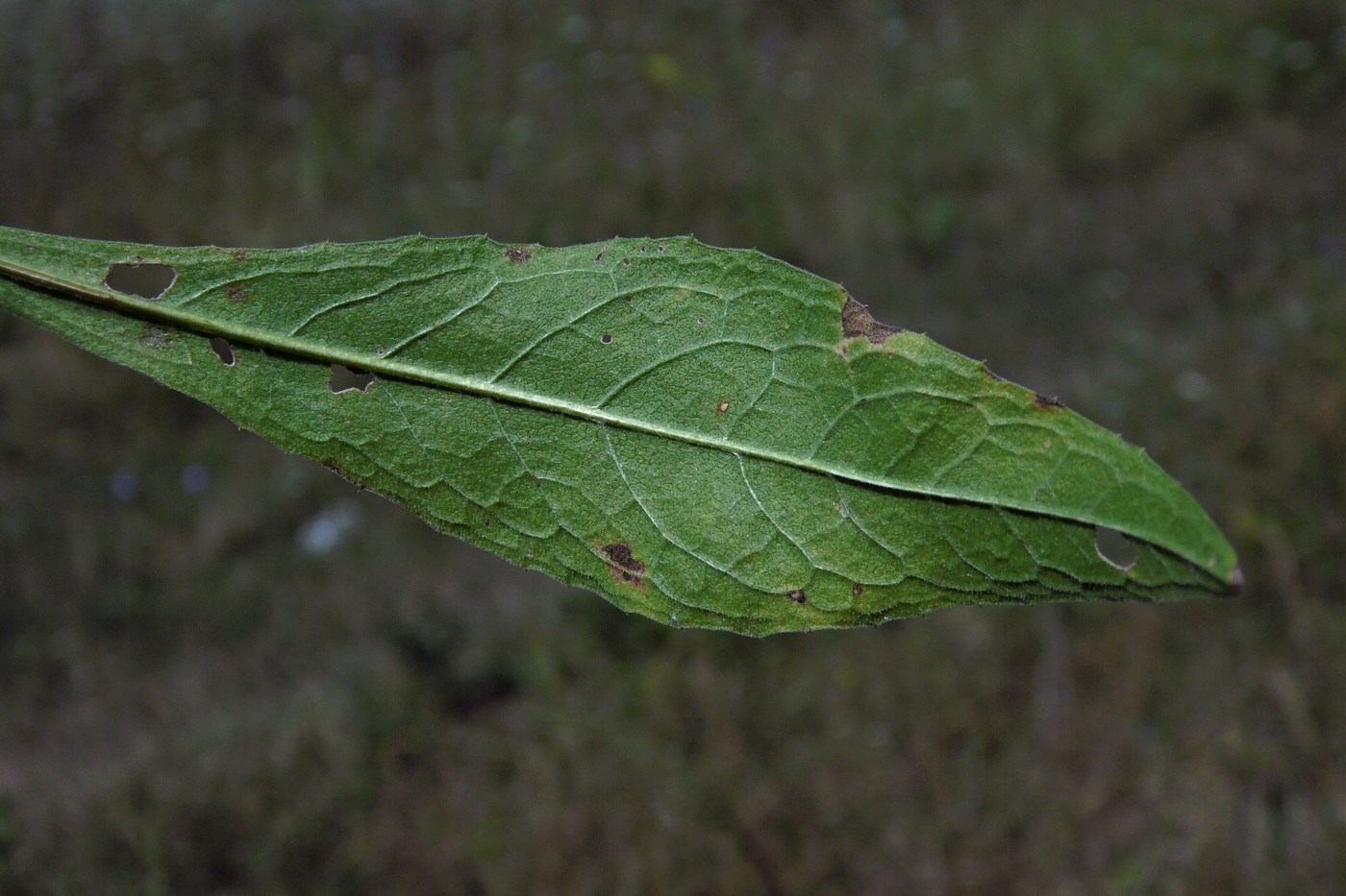 Image of Centaurea abnormis specimen.