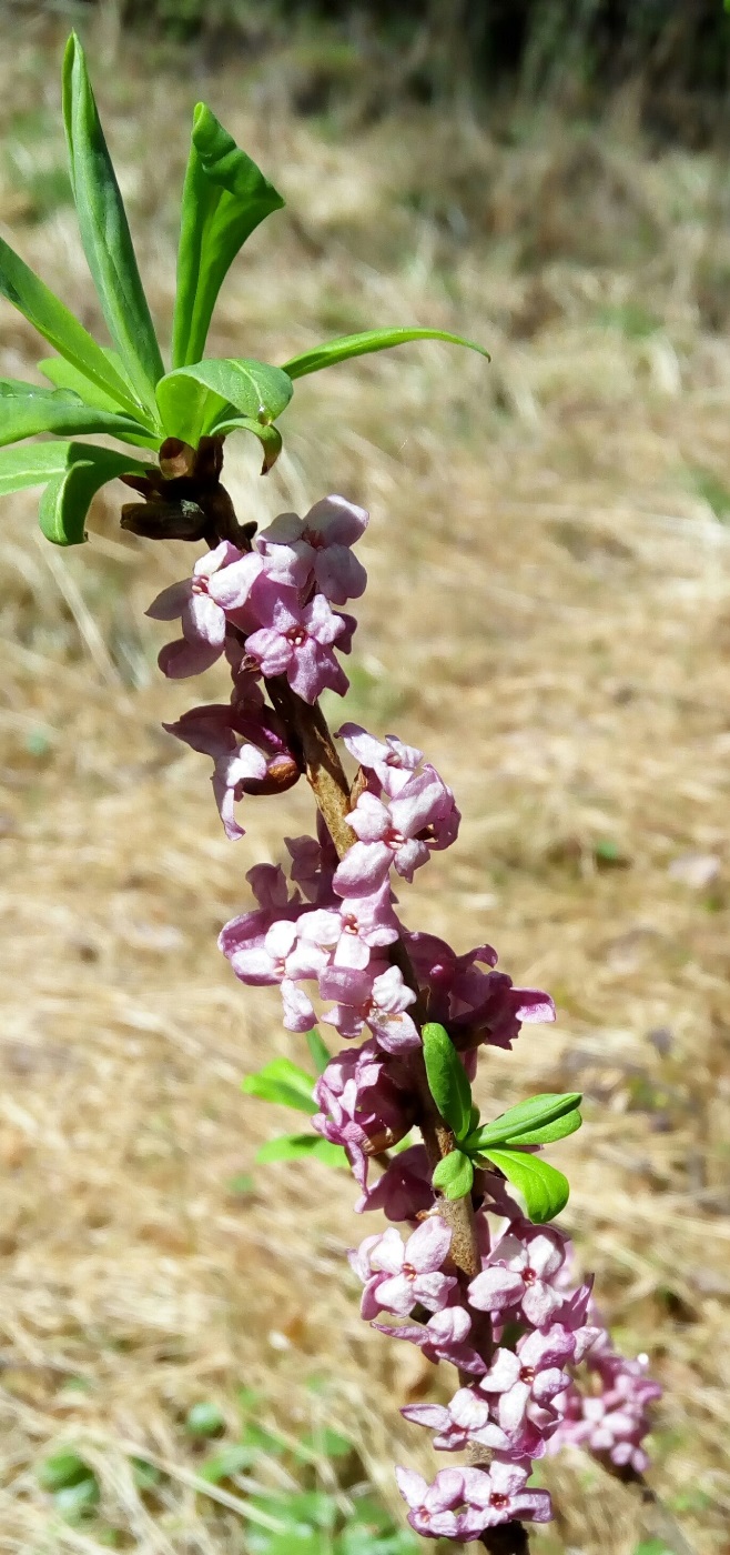 Изображение особи Daphne mezereum.