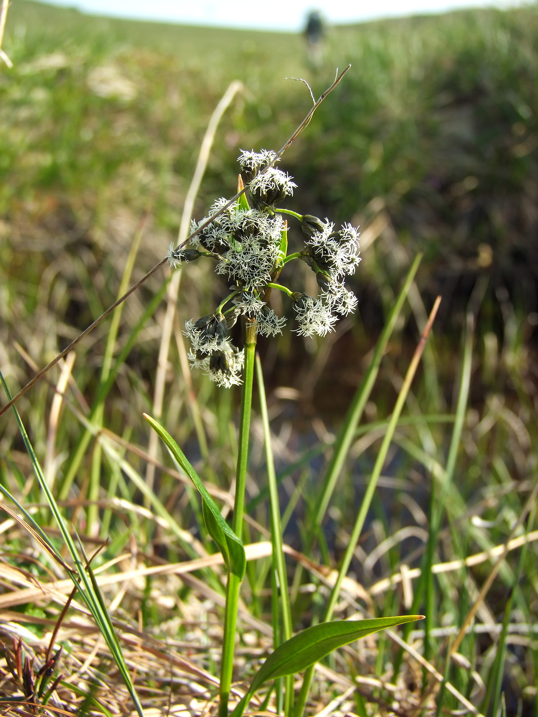 Изображение особи Scirpus maximowiczii.