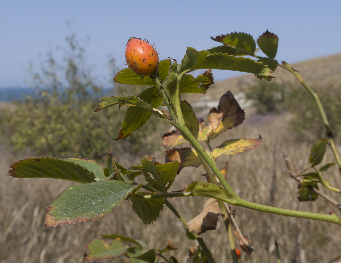 Image of Rosa marginata specimen.