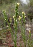 Linum strictum ssp. spicatum