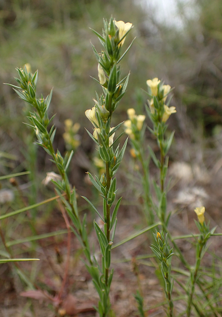 Image of Linum strictum ssp. spicatum specimen.