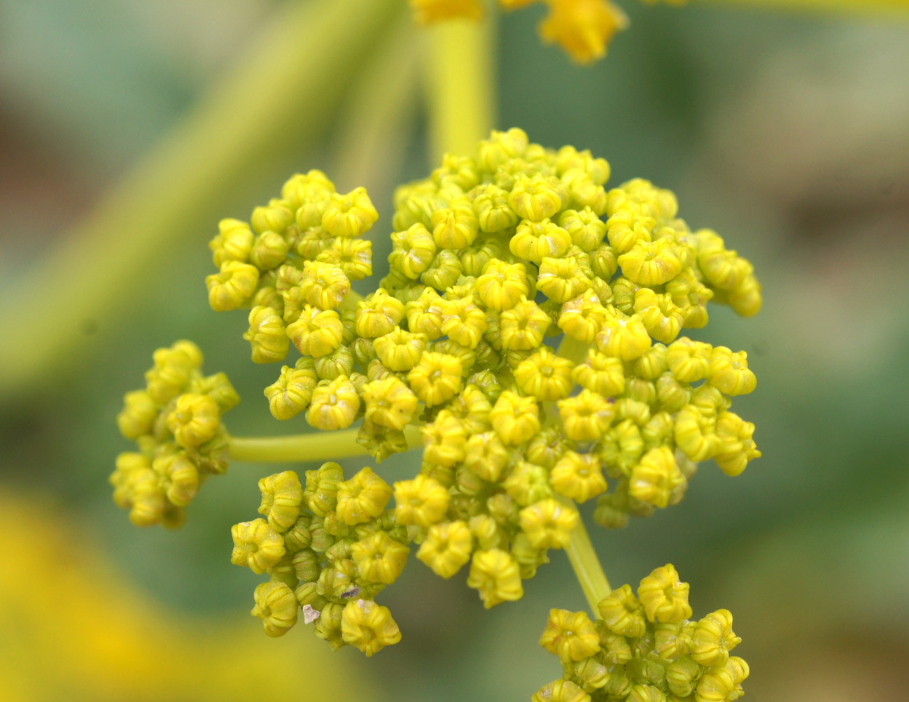 Изображение особи Ferula kuhistanica.