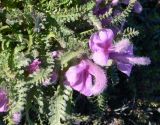 Pedicularis