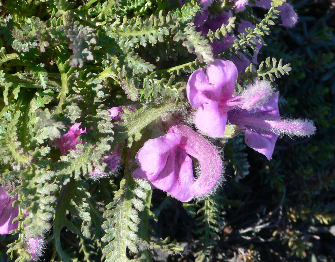 Изображение особи род Pedicularis.