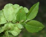 Ulmus minor