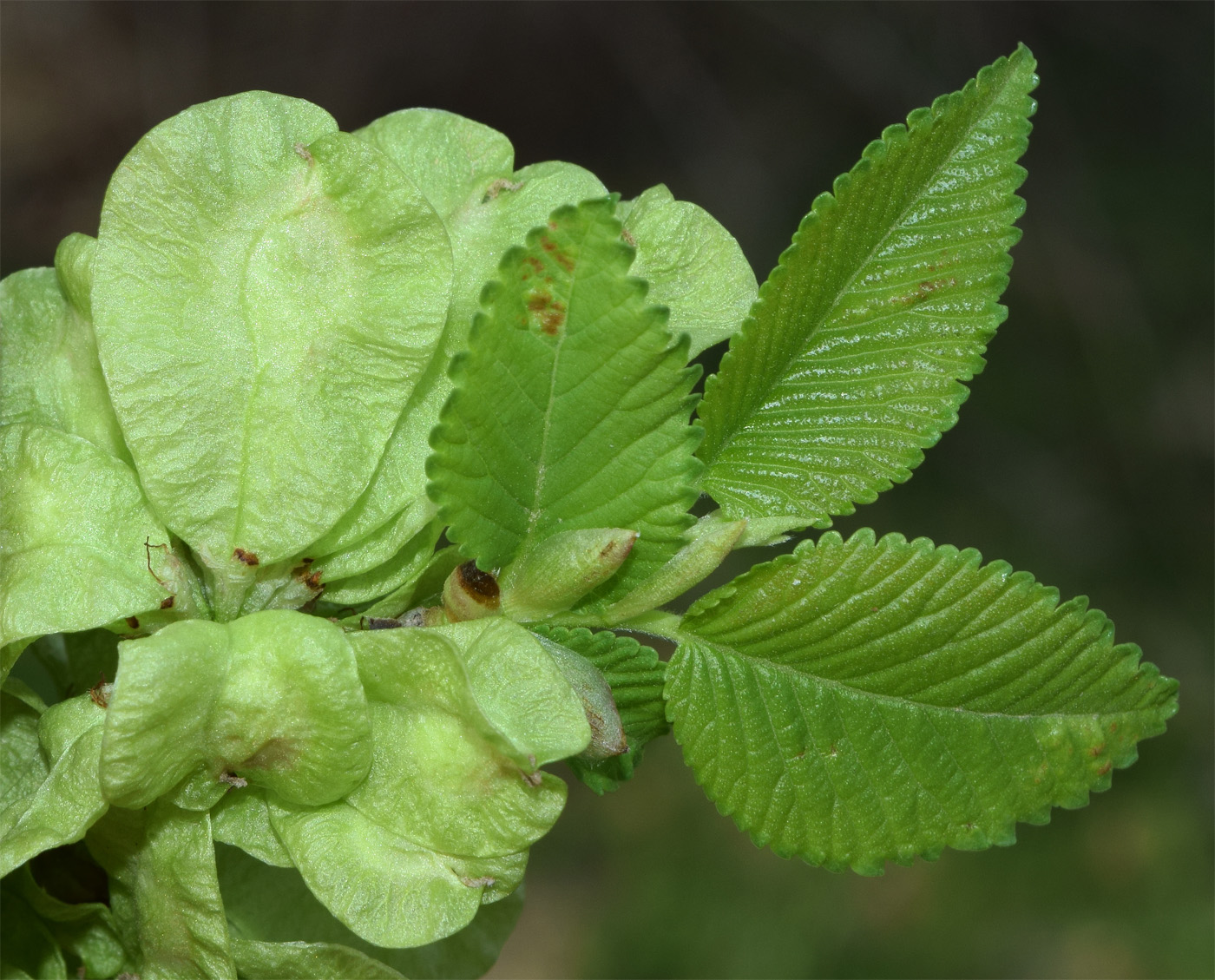 Image of Ulmus minor specimen.