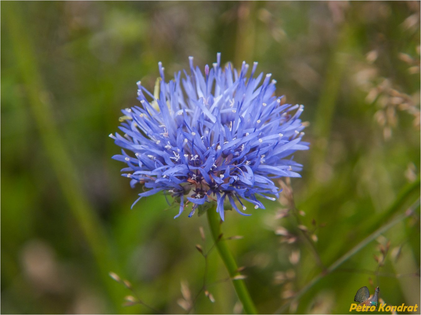 Image of Jasione montana specimen.