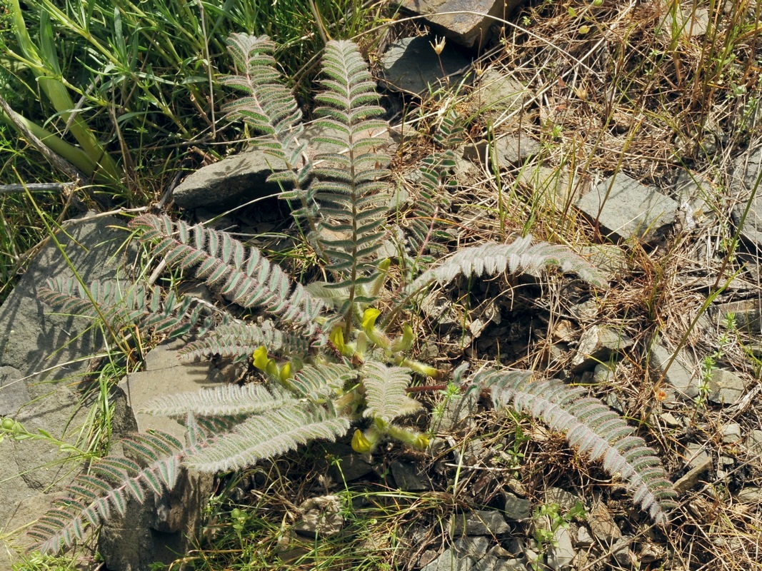 Изображение особи Astragalus syreitschikovii.