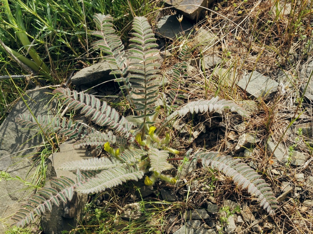 Image of Astragalus syreitschikovii specimen.