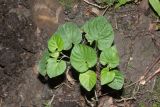 genus Viola