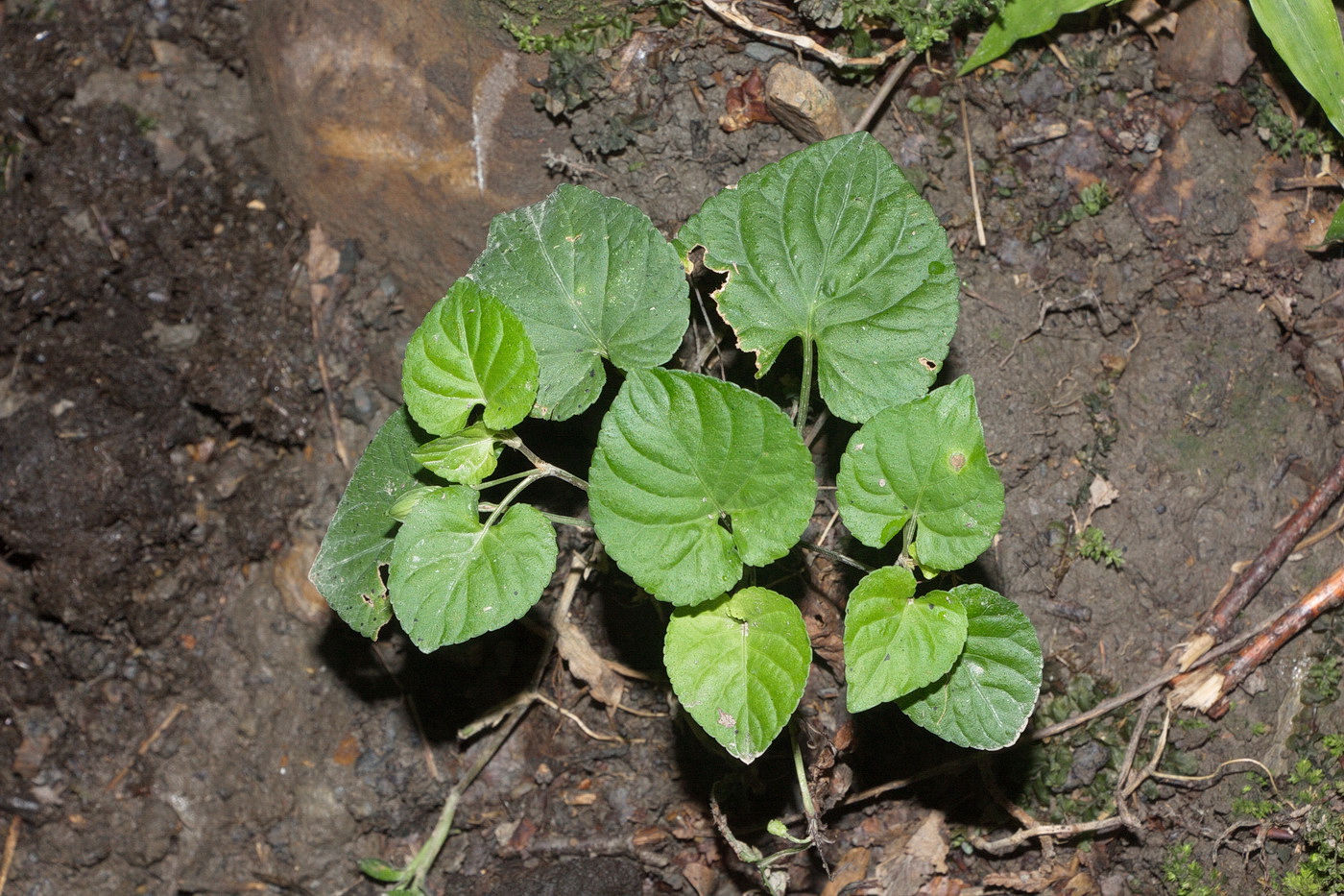 Image of genus Viola specimen.