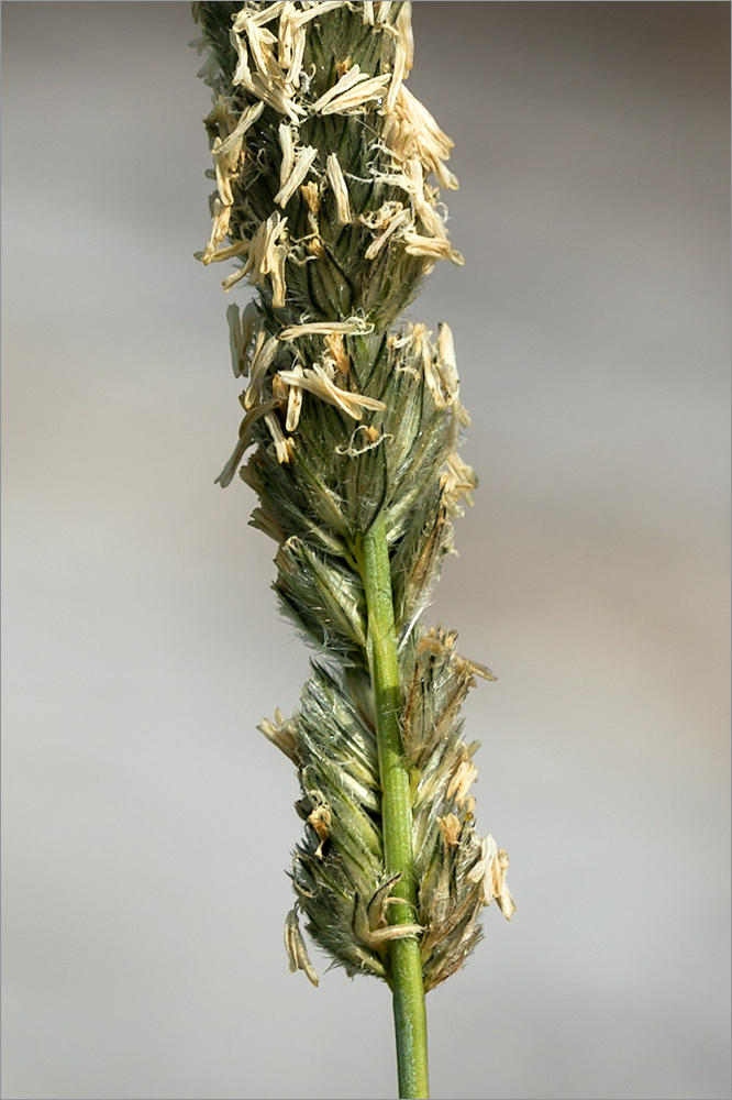 Image of Alopecurus arundinaceus specimen.